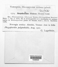 Herpobasidium filicinum image